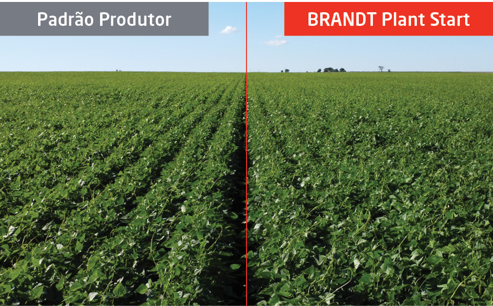 Feijão com uma aplicação de BRANDT Plant Start: dose de 1,0 L/ha em sulco de semeadura.