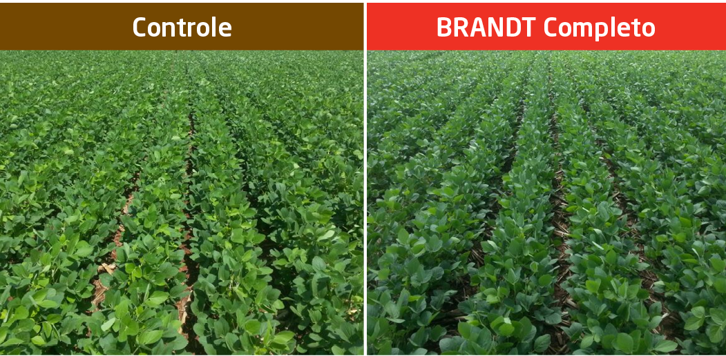 Soja com 20 dias após aplicação do BRANDT Completo com 2 L/ha.