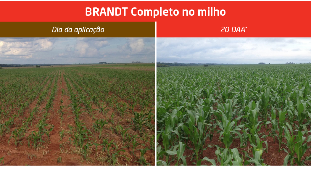 Aplicação do BRANDT Completo com 2 L/ha no milho. *Foto tirada 20 dias após aplicação do produto.