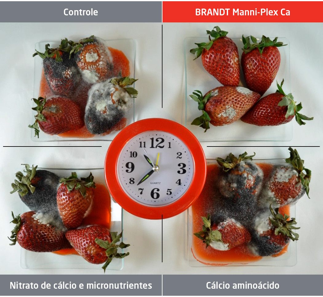 Morangos 4 dias após colheita, mantidos em temperatura ambiente.